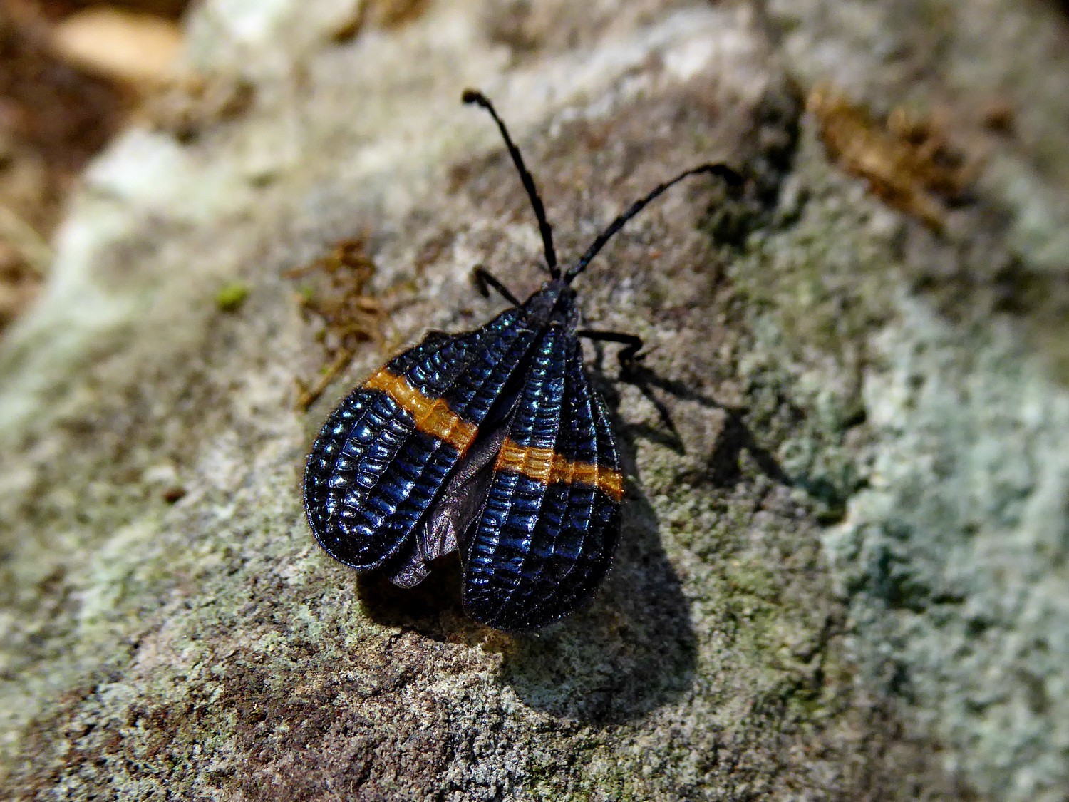 Insect of the Parque Nacional Chicaque